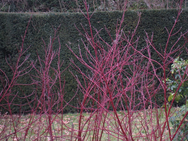 Here’s a photograph of a beautiful mature Yew hedge (well done to the park-keepers) with bright Dogwood sibirica in the foreground – shown off to perfection by the dark background – and even more beautiful when there’s snow on the ground
