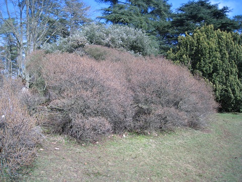 Sea Buckthorn - view from distance
