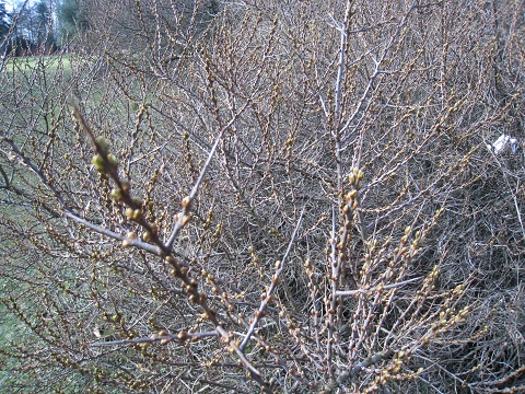 close up image of Sea Buckthorn