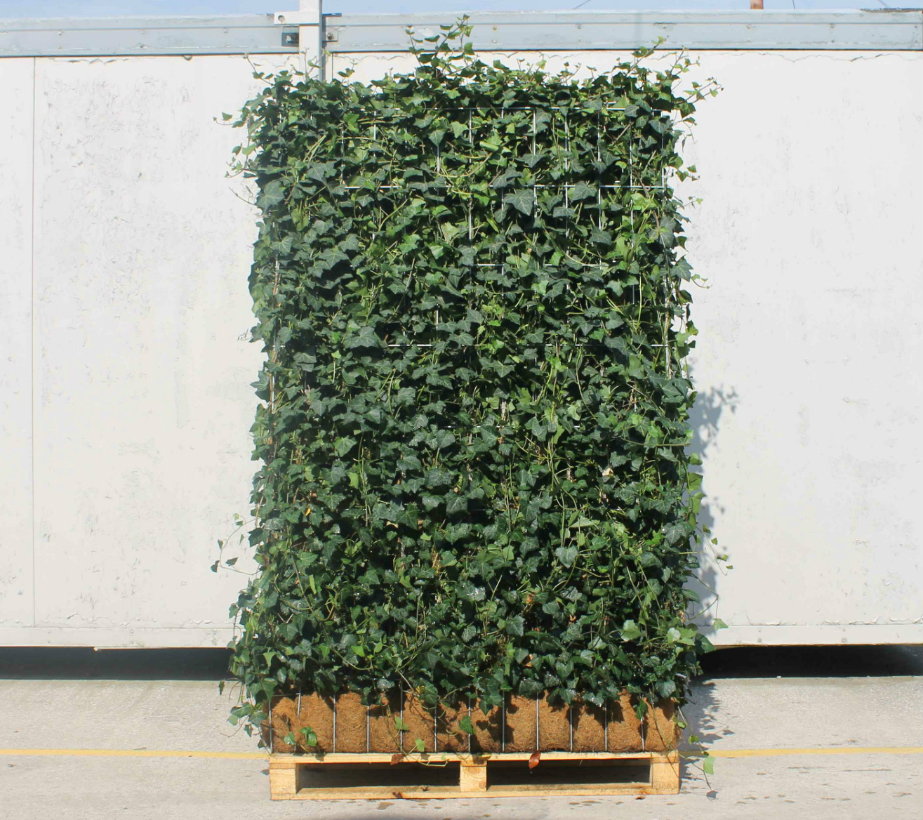 Ivy Screens 