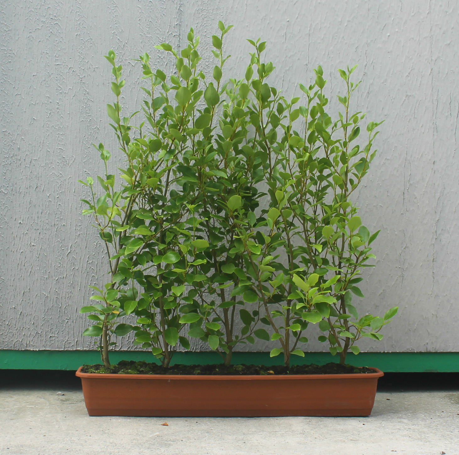 Griselinia instant hedging