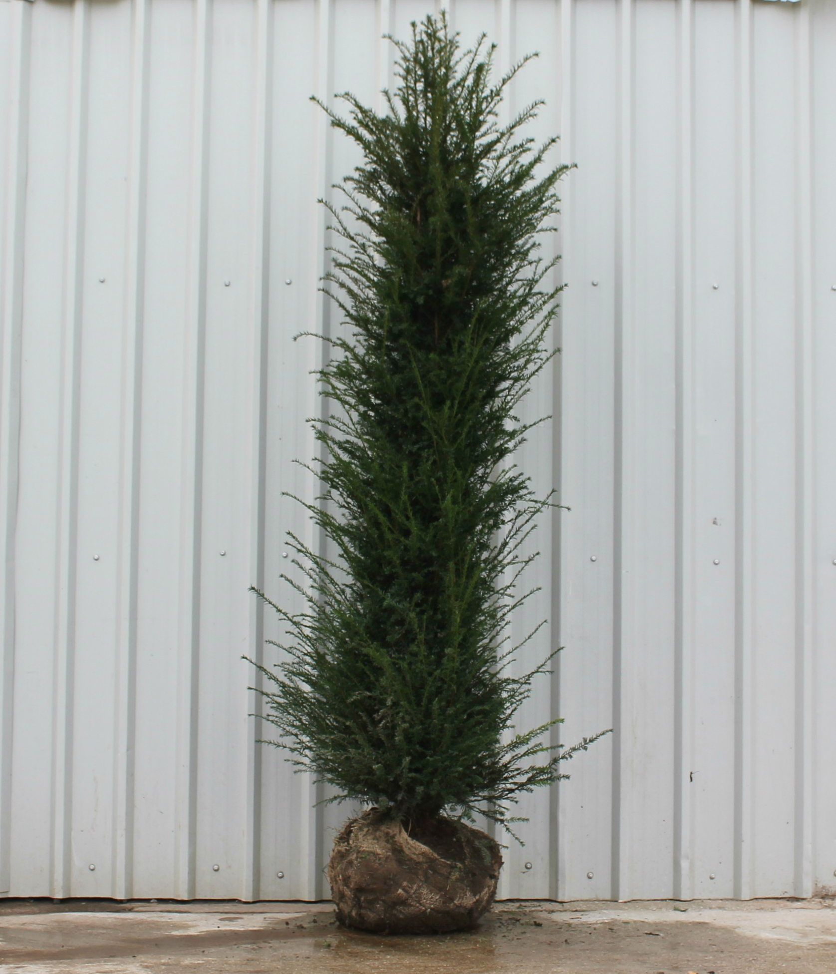 Yew root ball hedging