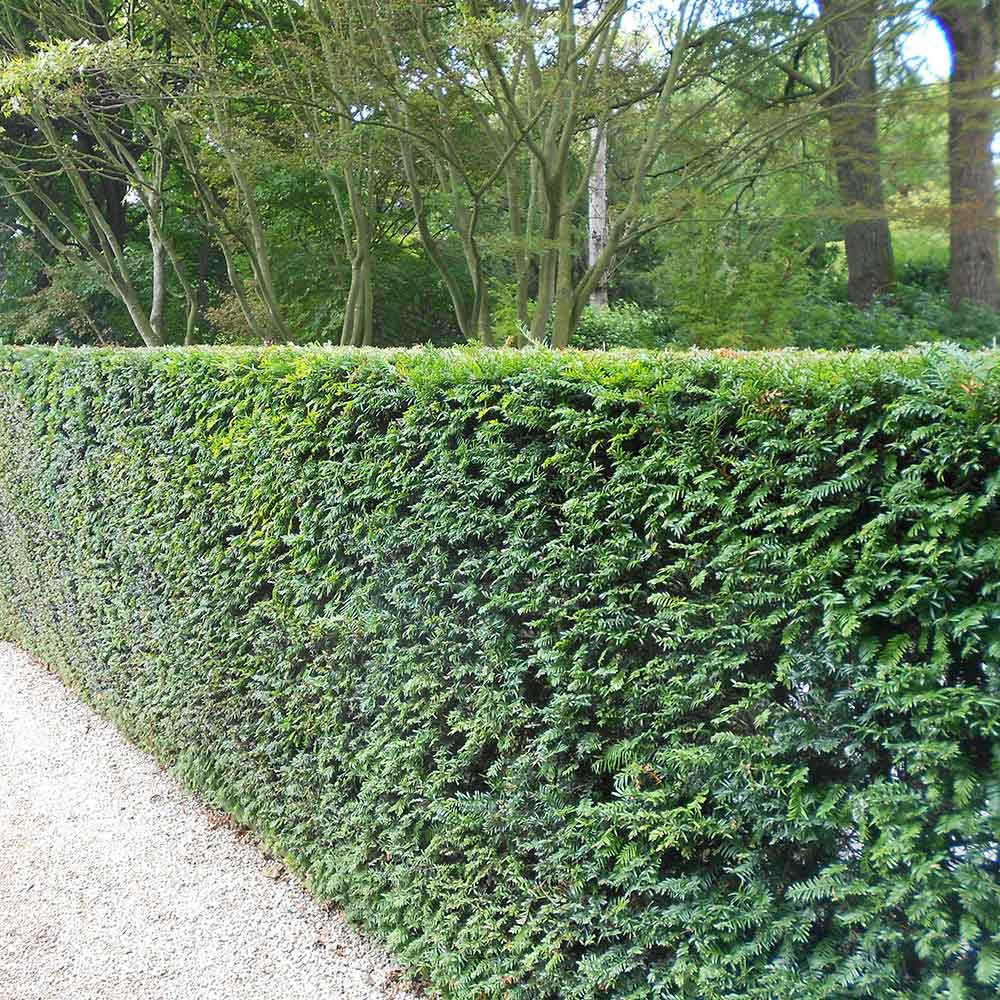English Yew Hedge