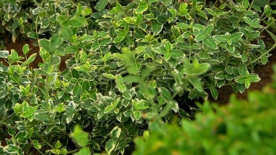 Euonymus japonicus 'Kathy'