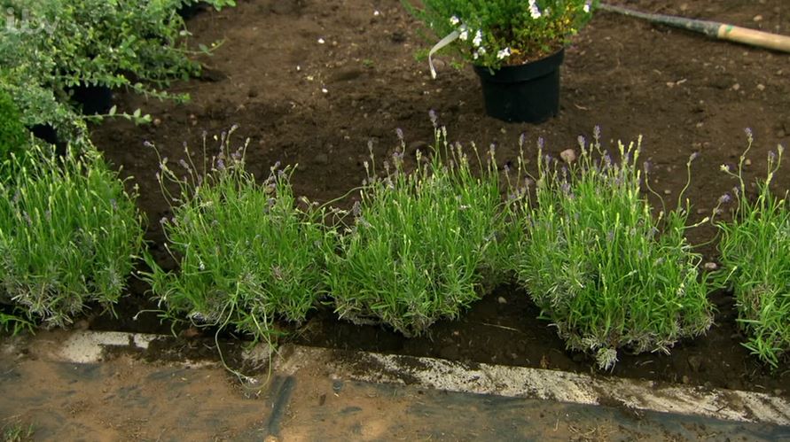 English Lavender