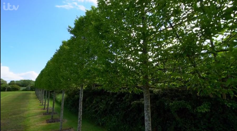 Pleached Trees