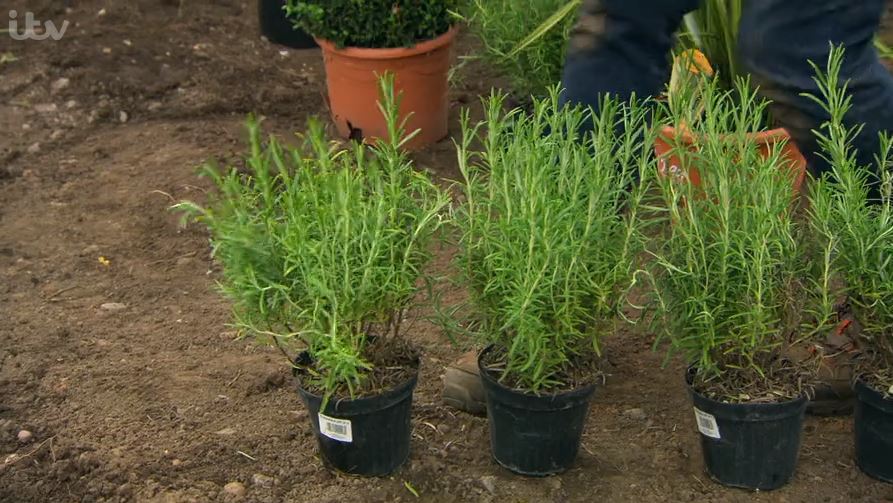 Rosemary