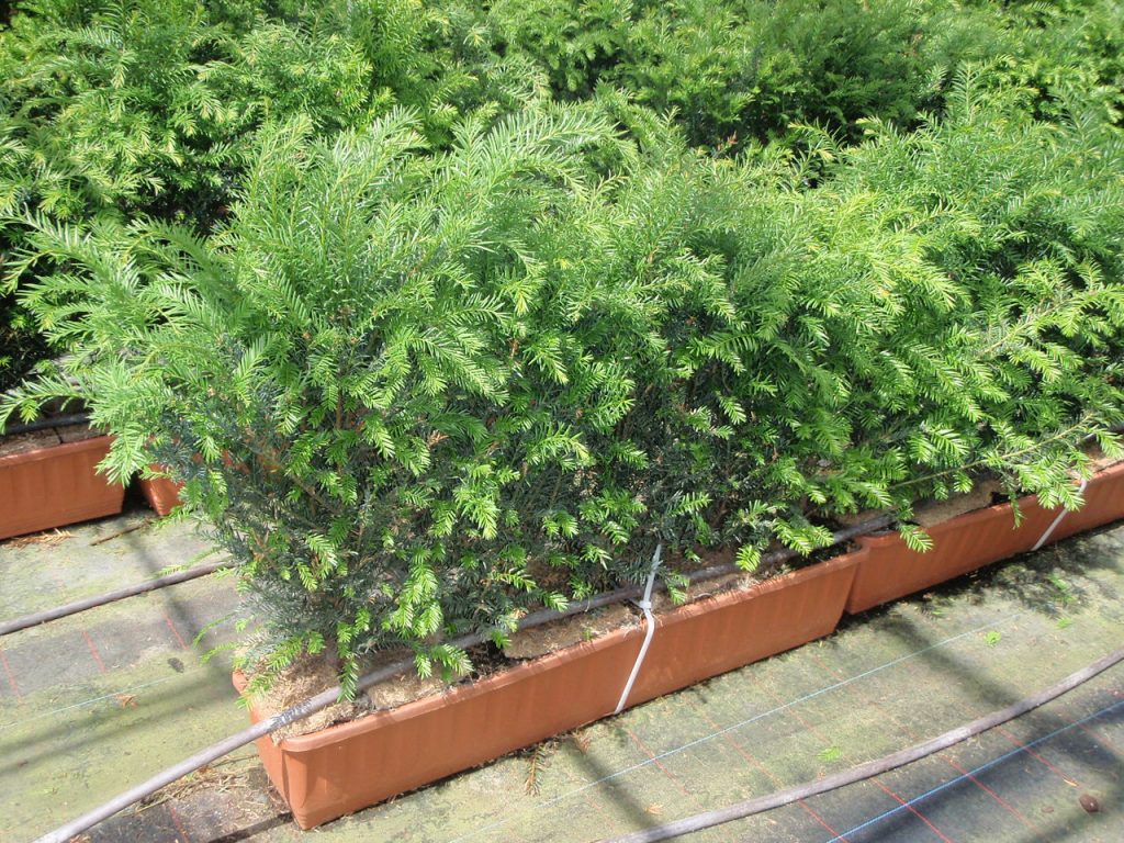 English Yew Instant Trough