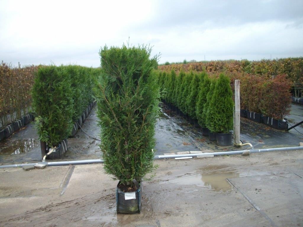 Western Red Cedar Instant Trough