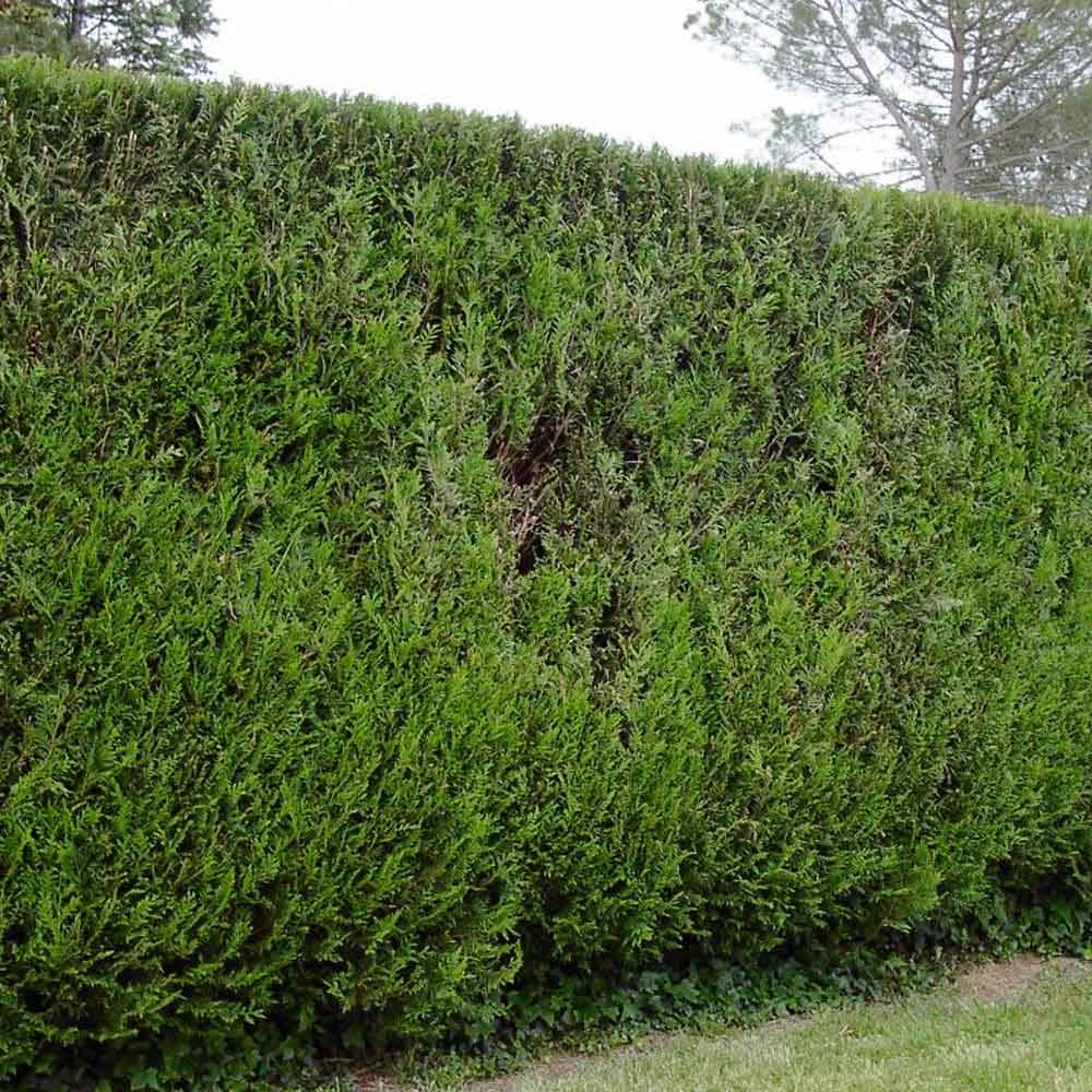 Western Red Cedar Hedge