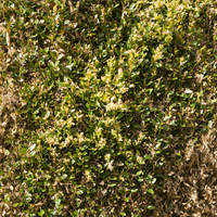 Pests and diseases
