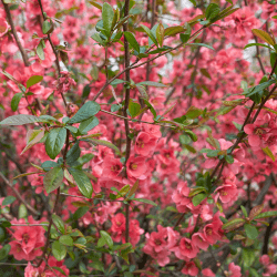 2. Tie in climbing and Rambling Roses.