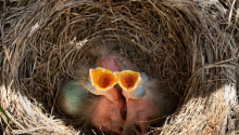 What to Do in the Garden in May: How to Get into the Swing of Spring