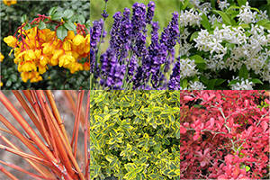 Add Colour