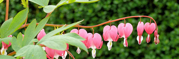 Frame Garden Features