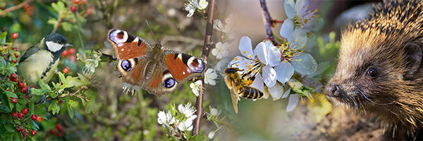 Attract and Help to Conserve Wildlife