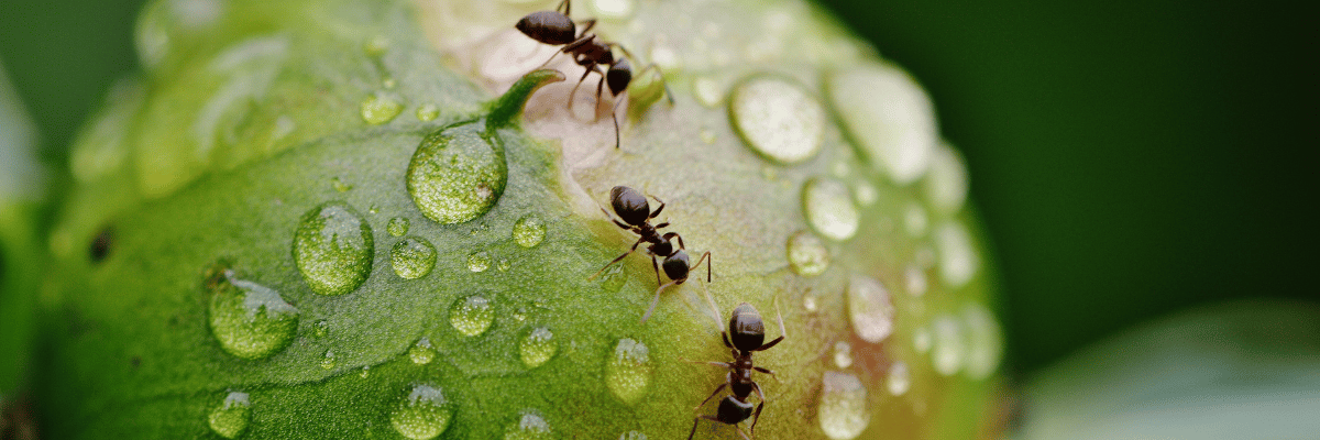 Ants in garden