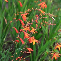 Crocosmia