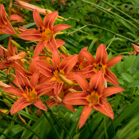 Daylilies