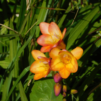 Freesia