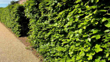 What to Do in the Garden in April: How to Get into the Swing of Spring