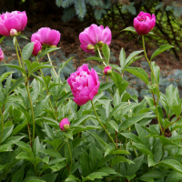 Peonies