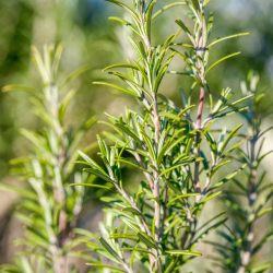 2. Plant bare-root deciduous hedging plants and trees