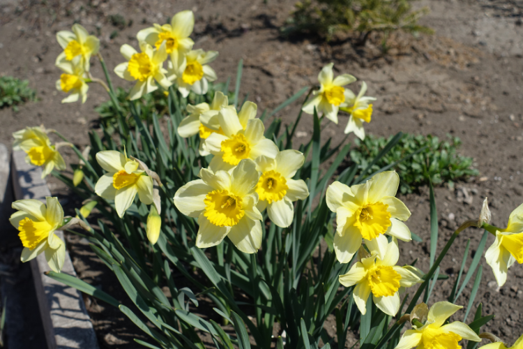 April Gardening Jobs