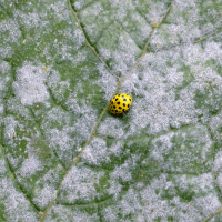 Pests and diseases