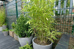 Plants Donated to The Big Build