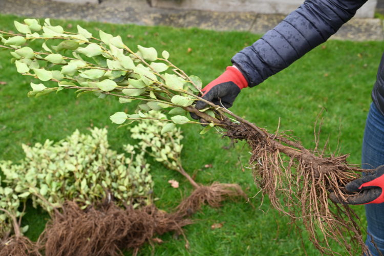 A Guide To Bare-Root Hedging: How To Plant A Bare-Root Hedge
