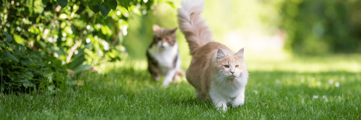 Cats in garden