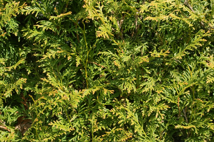 Conifer Hedging Guide