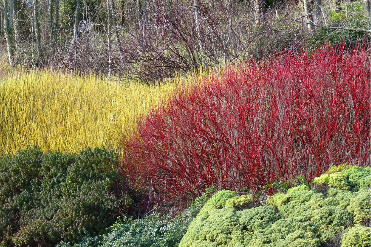 Dogwood Hedging Guide