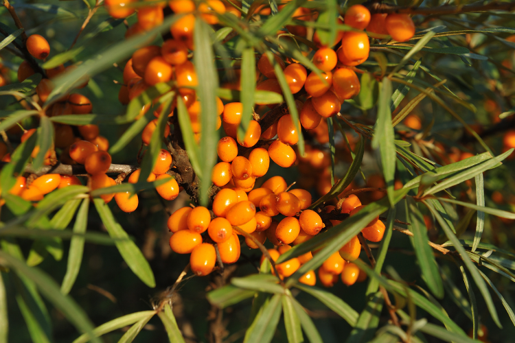 Edible Hedging Guide