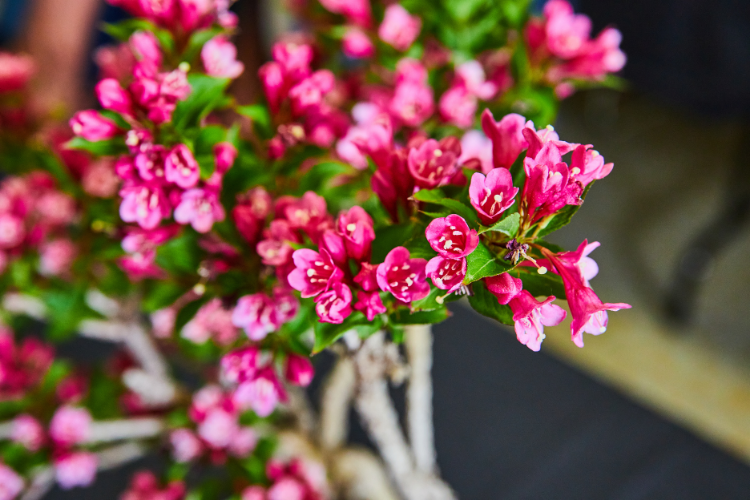 Escallonia Hedging Guide
