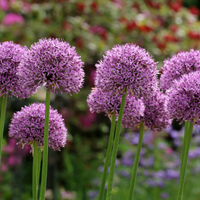 Allium
