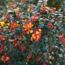 2. Plant bare-root deciduous hedging plants and trees