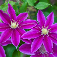 3. Give extra care to climbing plants