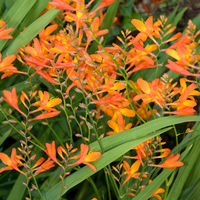 Crocosmia