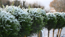 What to Do in the Garden in February: Staying On Top of Winter Maintenances