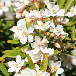 2. Plant bare-root deciduous hedging plants and trees