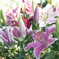 Lilies