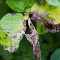 Pests and diseases