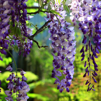 3. Give extra care to climbing plants