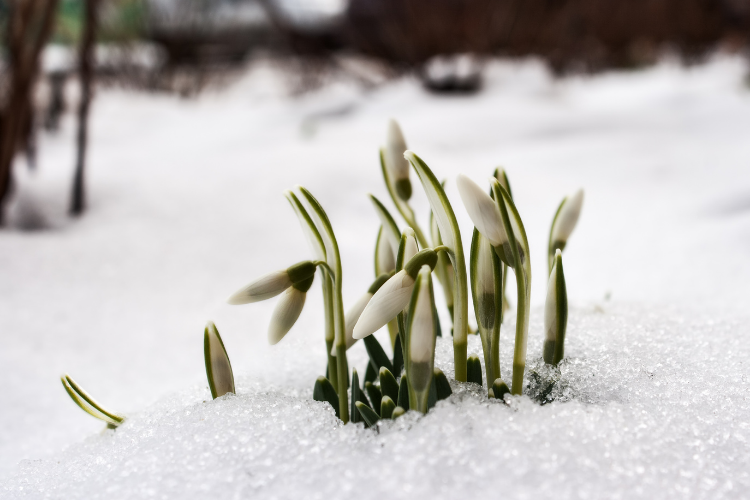 February Gardening Jobs