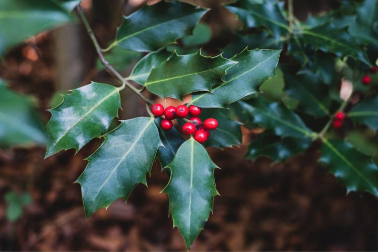 Holly Hedging Guide