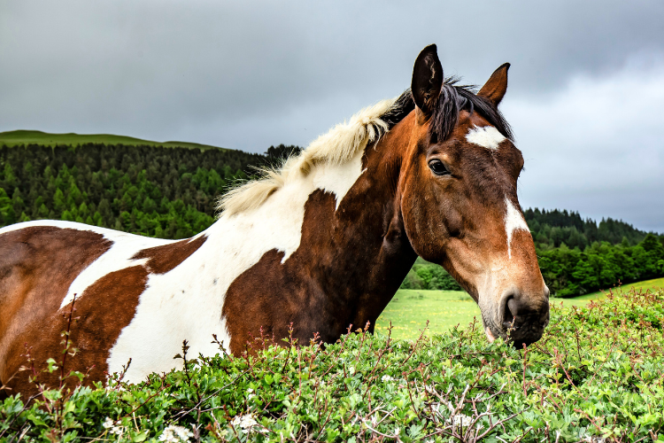 Horse-Friendly Hedging Explained: A Guide to Safe Plants for Your Paddock