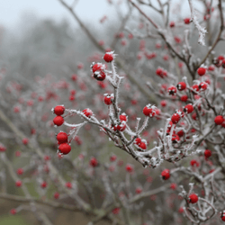 2. Plant bare-root deciduous hedging plants and trees