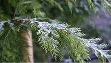 What to do in the Garden in January: How to Keep Your Thumb Green in Winter 